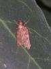 Depressaria albipunctella